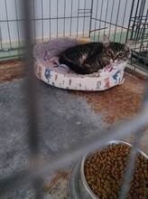 MOSSY, Katze, Europäisch Kurzhaar in Spanien - Bild 5