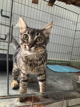 MOSSY, Katze, Europäisch Kurzhaar in Spanien - Bild 6