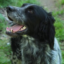 DEMY, Hund, English Setter-Mix in Griechenland - Bild 1