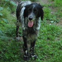 DEMY, Hund, English Setter-Mix in Griechenland - Bild 2