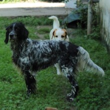 DEMY, Hund, English Setter-Mix in Griechenland - Bild 3