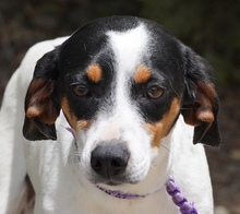 ENCA, Hund, Mischlingshund in Zypern - Bild 1