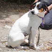 ENCA, Hund, Mischlingshund in Zypern - Bild 2