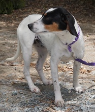 ENCA, Hund, Mischlingshund in Zypern - Bild 3