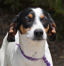 ENCA, Hund, Mischlingshund in Zypern - Bild 4