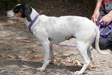 ENCA, Hund, Mischlingshund in Zypern - Bild 5
