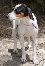 ENCA, Hund, Mischlingshund in Zypern - Bild 7