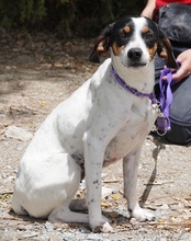 ENCA, Hund, Mischlingshund in Zypern - Bild 8
