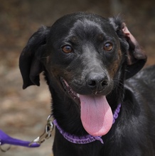 EBONY, Hund, Mischlingshund in Zypern - Bild 1
