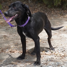 EBONY, Hund, Mischlingshund in Zypern - Bild 2