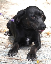 EBONY, Hund, Mischlingshund in Zypern - Bild 3