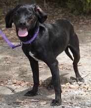 EBONY, Hund, Mischlingshund in Zypern - Bild 4