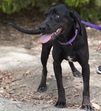 EBONY, Hund, Mischlingshund in Zypern - Bild 5