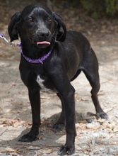 EBONY, Hund, Mischlingshund in Zypern - Bild 6