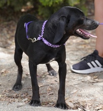 EBONY, Hund, Mischlingshund in Zypern - Bild 7