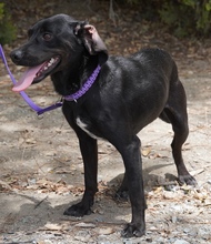 EBONY, Hund, Mischlingshund in Zypern - Bild 8