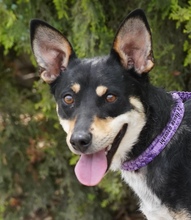 CORELIA, Hund, Mischlingshund in Zypern - Bild 1