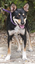 CORELIA, Hund, Mischlingshund in Zypern - Bild 2
