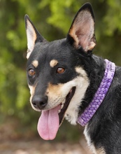 CORELIA, Hund, Mischlingshund in Zypern - Bild 3