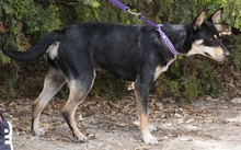 CORELIA, Hund, Mischlingshund in Zypern - Bild 4