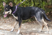 CORELIA, Hund, Mischlingshund in Zypern - Bild 5