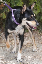 CORELIA, Hund, Mischlingshund in Zypern - Bild 6