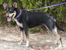 CORELIA, Hund, Mischlingshund in Zypern - Bild 7