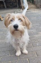 THEO, Hund, Terrier-Mix in Nettetal - Bild 2