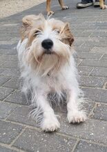 THEO, Hund, Terrier-Mix in Nettetal - Bild 3