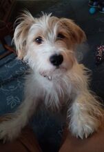THEO, Hund, Terrier-Mix in Nettetal - Bild 4