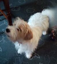 THEO, Hund, Terrier-Mix in Nettetal - Bild 5
