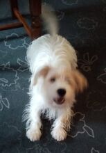 THEO, Hund, Terrier-Mix in Nettetal - Bild 6