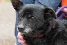 SABINO, Hund, Terrier-Mix in Italien - Bild 1