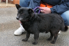 SABINO, Hund, Terrier-Mix in Italien - Bild 2