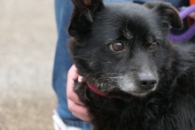 SABINO, Hund, Terrier-Mix in Italien - Bild 3