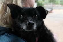 SABINO, Hund, Terrier-Mix in Italien - Bild 4