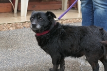 SABINO, Hund, Terrier-Mix in Italien - Bild 5