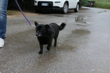 SABINO, Hund, Terrier-Mix in Italien - Bild 6