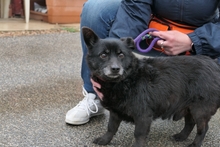 SABINO, Hund, Terrier-Mix in Italien - Bild 7