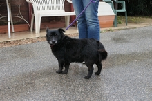 SABINO, Hund, Terrier-Mix in Italien - Bild 8