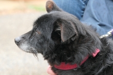 SABINO, Hund, Terrier-Mix in Italien - Bild 9
