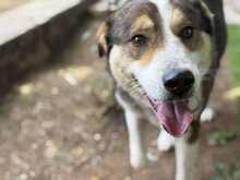 BILLLY, Hund, Mischlingshund in Griechenland - Bild 1
