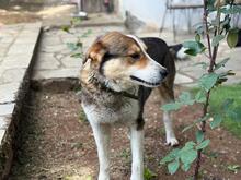 BILLLY, Hund, Mischlingshund in Griechenland - Bild 2