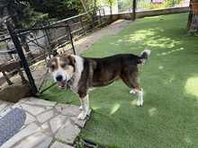 BILLLY, Hund, Mischlingshund in Griechenland - Bild 3