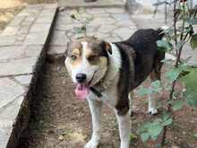 BILLLY, Hund, Mischlingshund in Griechenland - Bild 4