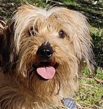 SCOTT, Hund, Mischlingshund in Spanien - Bild 1