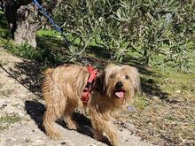 SCOTT, Hund, Mischlingshund in Spanien - Bild 10