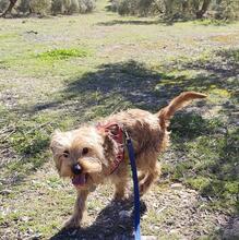 SCOTT, Hund, Mischlingshund in Spanien - Bild 11