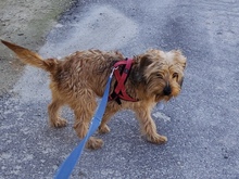 SCOTT, Hund, Mischlingshund in Spanien - Bild 12