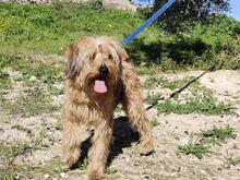SCOTT, Hund, Mischlingshund in Spanien - Bild 13